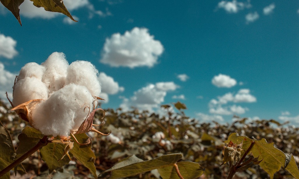 Macy’s Joins U.S. Cotton Trust Protocol for Sustainably-Sourced Materials