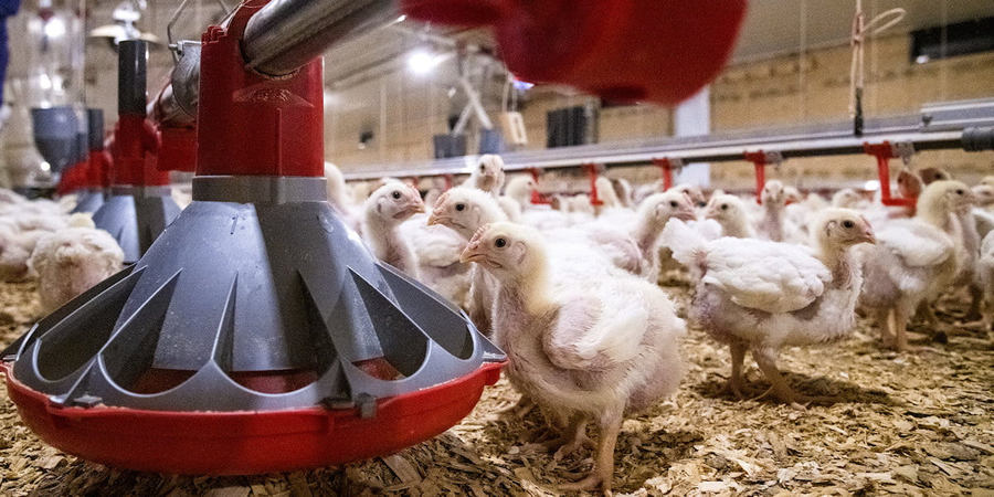 Affordability of US chicken takes a hit as industry players control poultry production