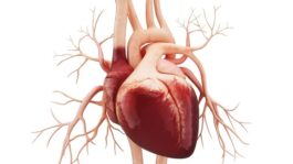 Anatomy_of_Human_Heart.-Liya_Graphics_5ac9d64765b747899bc4a9ef77468432-620×480-1.jpeg