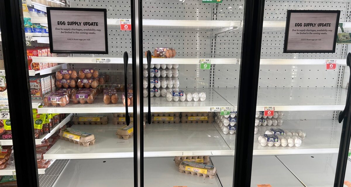 Egg supply ‘strained’ by bird flu as shortage frustrates Americans at grocery stores