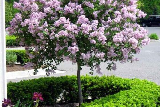 19 Small Trees for Front Yards That Explode with Color