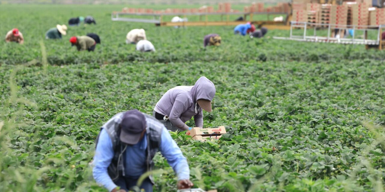Republicans want changes to popular visa for farm laborers
